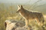 Coyote's Avatar