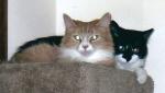 BayCat's Avatar