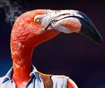 HomePhotoshoppingNetwork's Avatar
