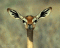 adeee's Avatar