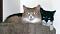 BayCat's Avatar