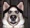 sparky3659