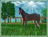 Horse_FT-tjm02_full_rez_then_697_in_PS-697px_wide-01.jpg
