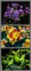3_flower_shots-low_angle_backlit_demo-01b_500px_wide-for_web.jpg