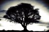 15_19_1---Tree--Sunrise--Northumberland_web.jpg