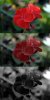 Red_geranium_photoic_mesopic_scotopic.jpg