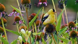Goldfinch puffy gbc 08142020.jpg