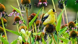 Goldfinch-adj.jpg