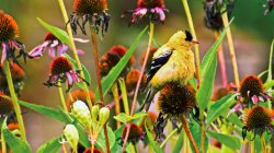 Goldfinch-puffy-gbc-08142020-a.jpg