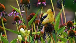 Goldfinch puffy gbc 08142020chris.jpg