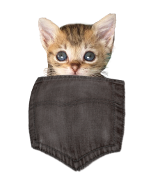 Kitten_1.png Kitten_1.png