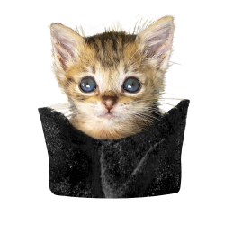 Pocket kitten.png Pocket kitten.png