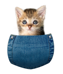 SIn fondo.png SIn fondo.png