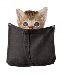 kitty in black pocket without background.jpg kitty in black pocket without background.jpg