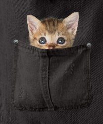 kitty in black pocket with background.jpg kitty in black pocket with background.jpg