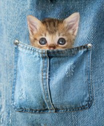kitty in pocket with background.jpg kitty in pocket with background.jpg