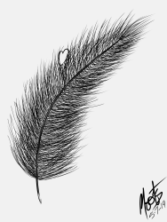 feather.png