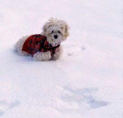 doggie leash edited 1.jpg