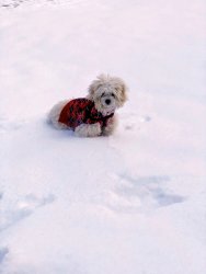 doggie leash edited 2.jpg