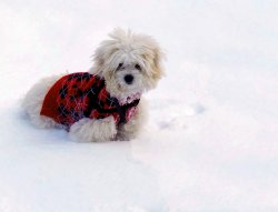 doggie leash edited 3.jpg