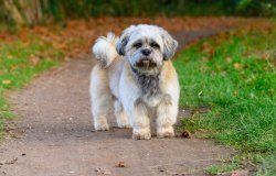 doggo edited.jpg doggo edited.jpg