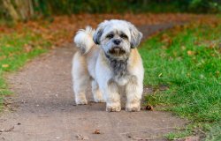 doggo edited REV.jpg doggo edited REV.jpg