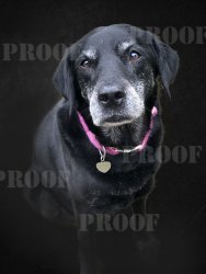 dog portrait edited.jpg