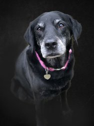 dog portrait FINAL.jpg