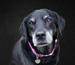 dog portrait edited cropped FINAL.jpg