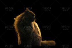 IMGJPG copy copy.jpg