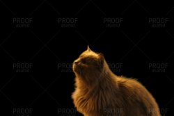 IMG_1951JPG copy.jpg