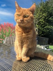 cat portrait edited.jpg