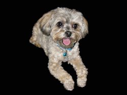 Dog-2-Desaturated.jpg Dog-2-Desaturated.jpg