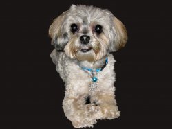 Dog-Desaturated.jpg Dog-Desaturated.jpg