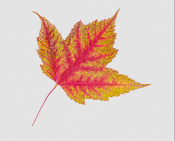 Leaf1.png