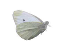 imageonline-co-transparentimage (2).png