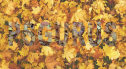 Screen Shot 2021-05-18 at 1.02.15 PM.png Screen Shot 2021-05-18 at 1.02.15 PM.png