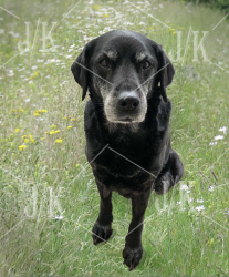 dog portrait edited.png