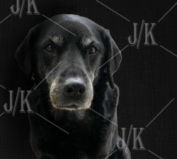 dog portrait edited 2.png