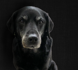 dog portrait edited 2 FINAL.png