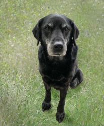 dog portrait edited just grass final.png