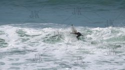 upright surfer proof REV.jpg