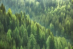 forest1.jpg forest1.jpg