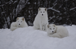 arctic foxes.png arctic foxes.png