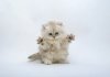 Kittens-cats-5979853-2560-1817.jpg