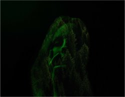 TREES-DOUBLE-EXPOSURE.jpg TREES-DOUBLE-EXPOSURE.jpg