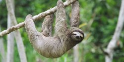 63985762-Sloth-Day-2-1024x512-1.jpg 63985762-Sloth-Day-2-1024x512-1.jpg