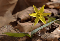 Golden Star Lily.png
