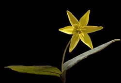 Golden Star Lily edited.jpg