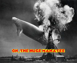 Manatee.jpg Manatee.jpg